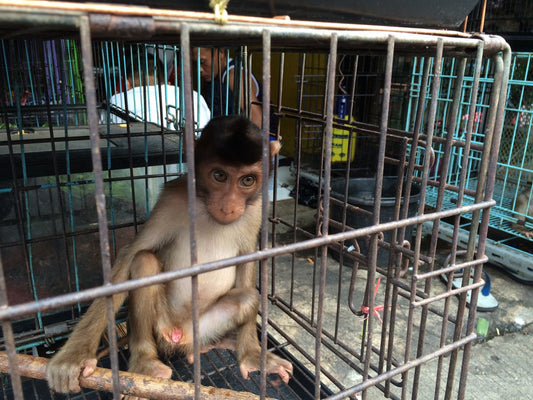 Makakunge sidder alene i et lille trådbur på et dyremarked i Jakarta