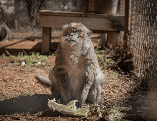 Freeman, langhalet makak, i reservatet