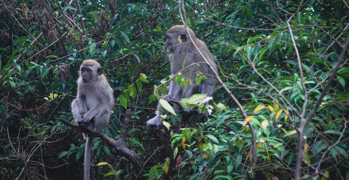 To langhalede makakker på grene i tæt regnskov på Sumatra