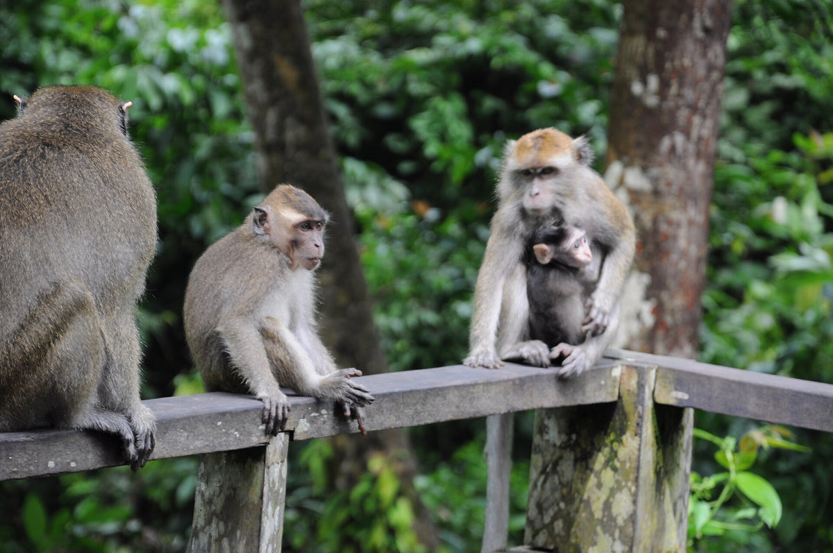 Familie af langhalede makakker med en mor og unge i skoven på Borneo